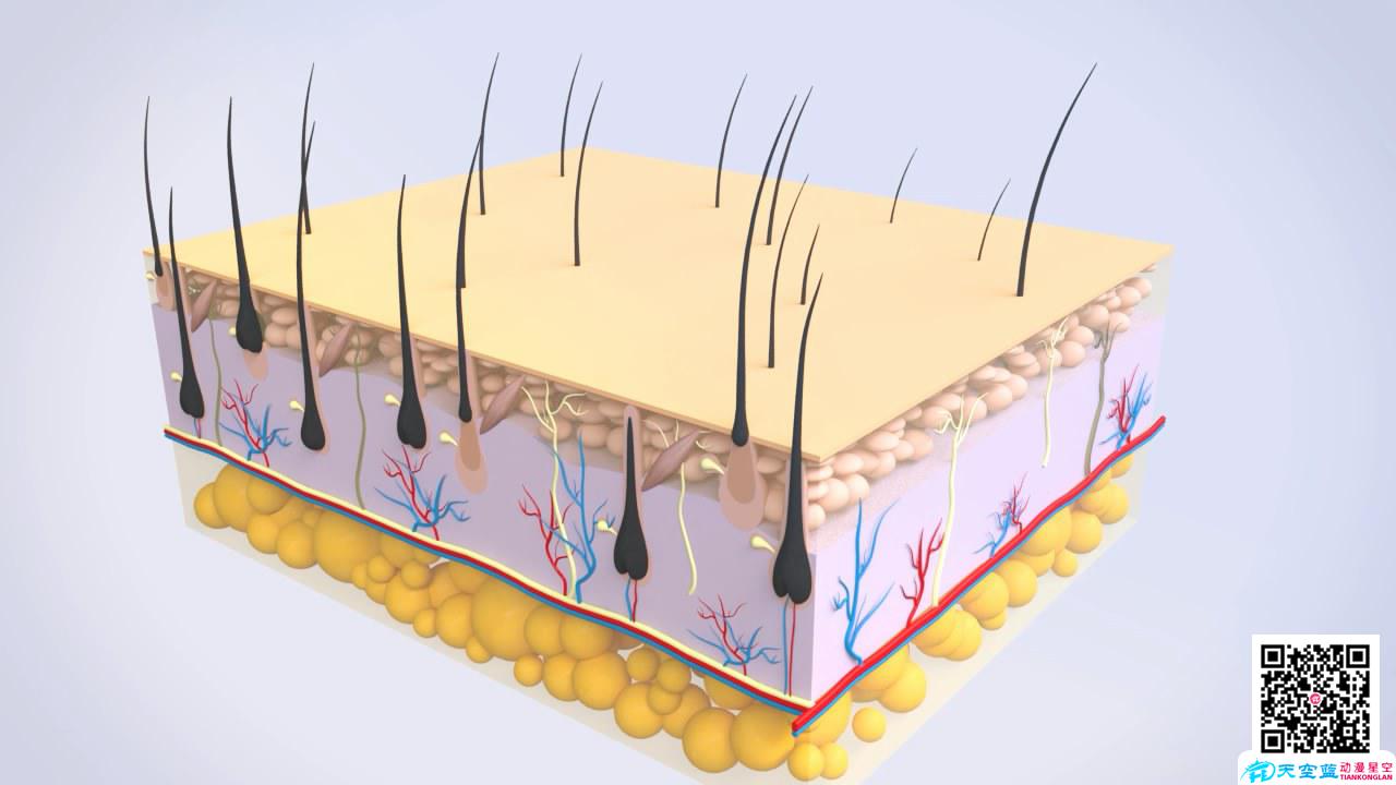 醫(yī)學(xué)動畫制作毛囊