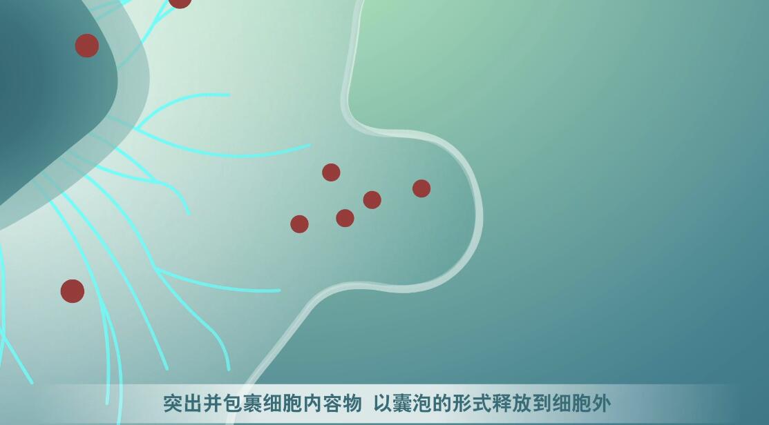 Flash動畫制作《細(xì)胞囊泡生物治療》醫(yī)學(xué)動漫宣傳片囊細(xì)胞分裂.jpg