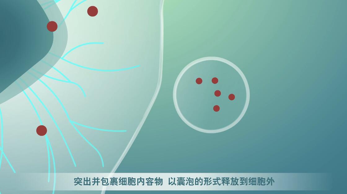 Flash動畫制作《細(xì)胞囊泡生物治療》醫(yī)學(xué)動漫宣傳片細(xì)胞分裂.jpg