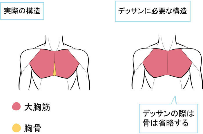 胸部的結(jié)構(gòu).jpg