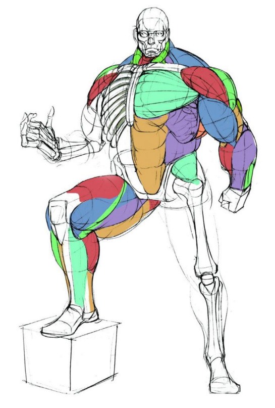 「動漫設(shè)計(jì)」人體繪畫基礎(chǔ) part 02 認(rèn)識肌肉（1）
