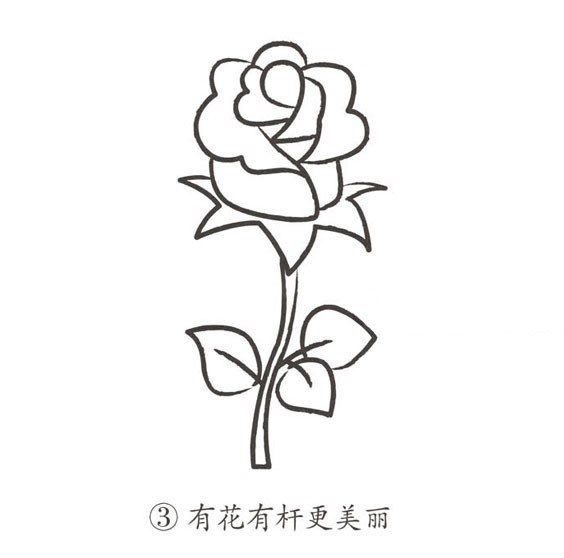 玫瑰花簡(jiǎn)筆畫(huà)圖片大全