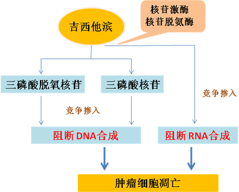 同樣的藥，為什么對他有效卻對你沒效果，可能得問腸道菌群