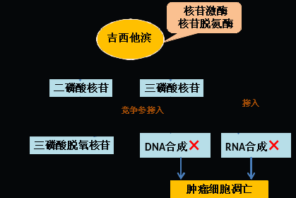 同樣的藥，為什么對他有效卻對你沒效果，可能得問腸道菌群