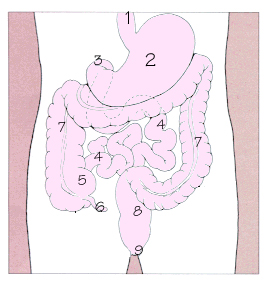 消化道示意圖，1.食道 2.胃 3.十二指腸 4.小腸 5.盲腸 6.闌尾 7.大腸 8.直腸 9.肛門