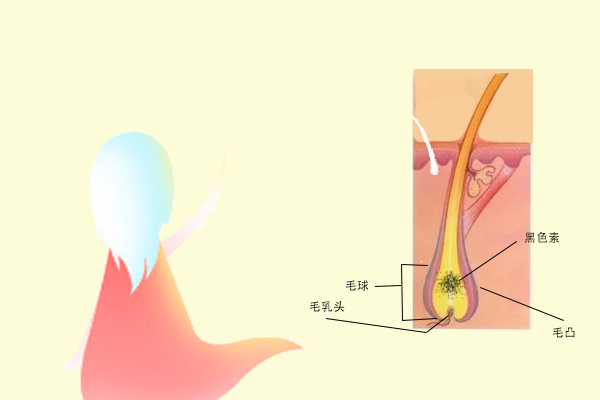 少白頭科普動漫制作