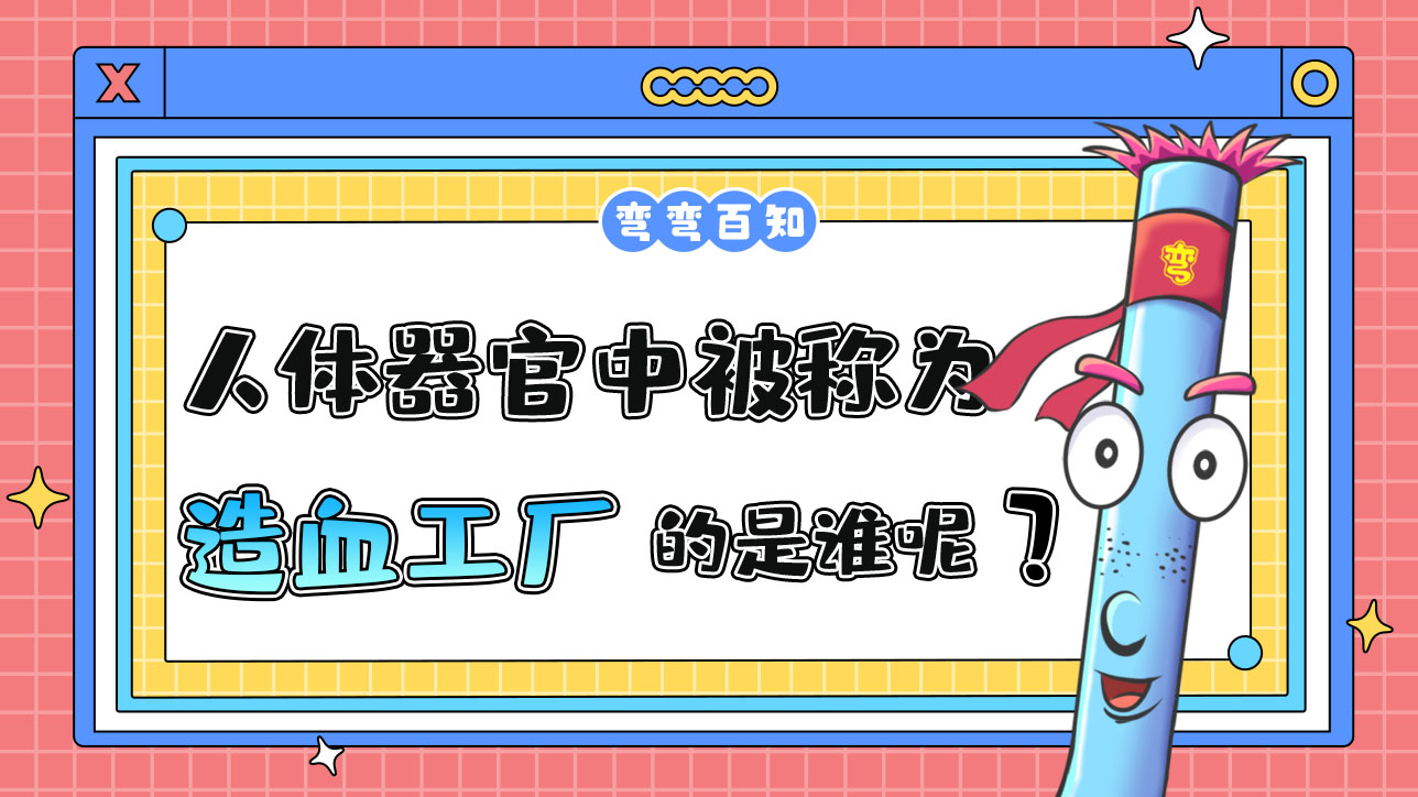 人體器官被稱為“造血工廠”的是誰呢？.jpg